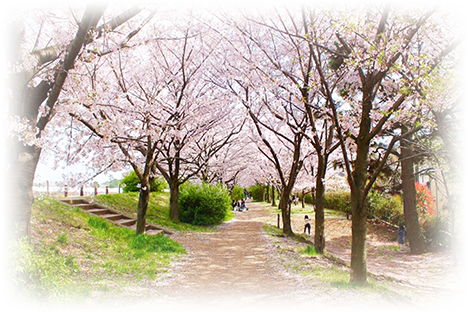 桜並木 
